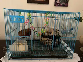Sugar glider whiteface + kandang