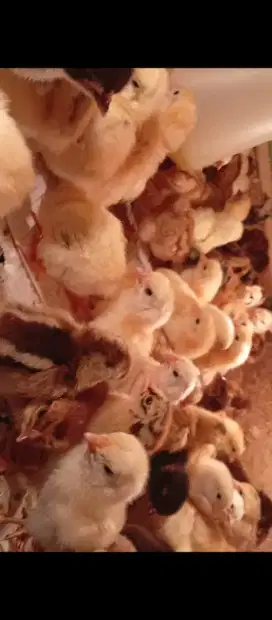 Anak ayam kampung