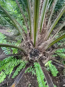 Dijual Cepat Kebun Sawit 26 Hektar(Surat SHM) Lokasi Bunut,Pelalawan