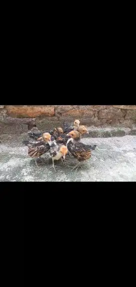 Ayam batik kanada