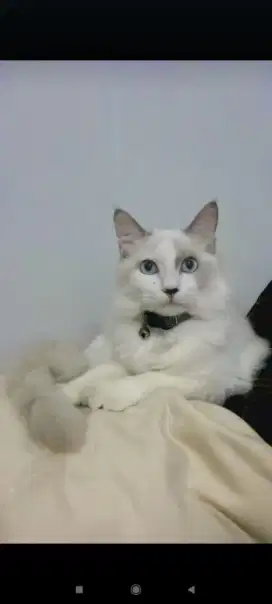 Ragdoll jantan ganteng Lepas Adop
