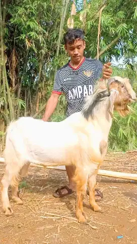 Juam Kambing Qurban 50kg up