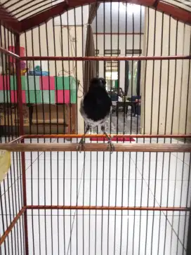 Di juaL Burung kacer