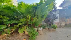 Palem sadeng berbagai ukuran
