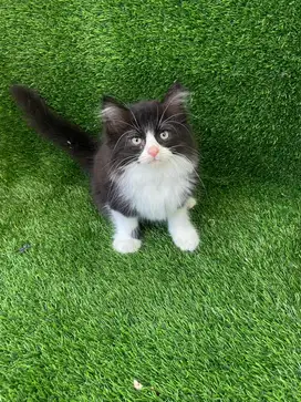 Kucing persia lucu