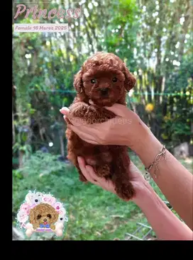 ANAKAN RED TOY POODLE / ANAK ANJING POODLE