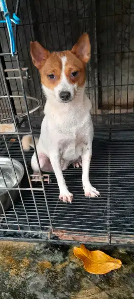 Anjing Chihuahua