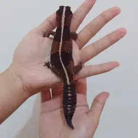 African fat tailed Gecko (Dewasa)