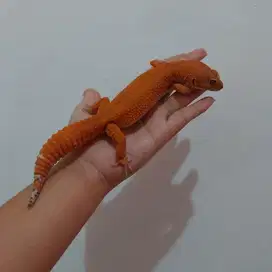 Leopard gecko (dewasa) Tomato