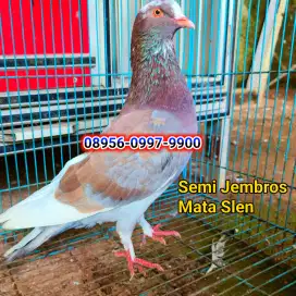 Merpati jantan Semi Jembros