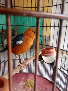 Burung anis merah