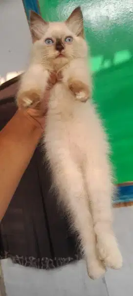 Kitten Persia medium betina usia 2,5 bulan