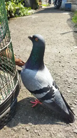 Megan mata pilo