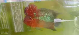 Ikan Lohan Jenong merah