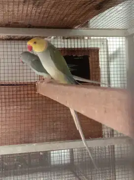 Indian ringneck violet CT turquoise