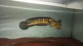 Channa yellow Sentarum