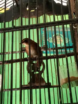 Burung jongkangan