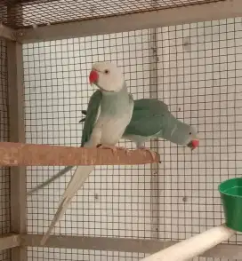 Indian ringneck blue CT