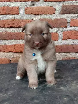 Ras besar mix golden