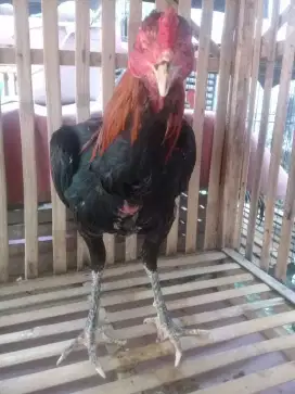 Ayam Bangkok koyngon