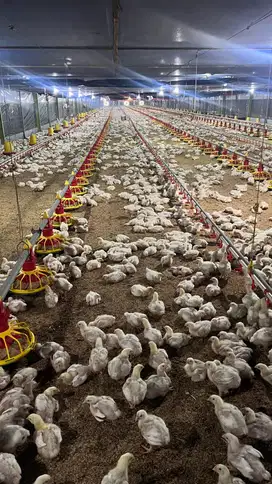 DIJUAL PETERNAKAN AYAM POTONG TUBAN