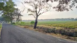 Dijual Sawah Aktif Harga Sangat Murah Lokasi Bulakrejo Sukoharjo