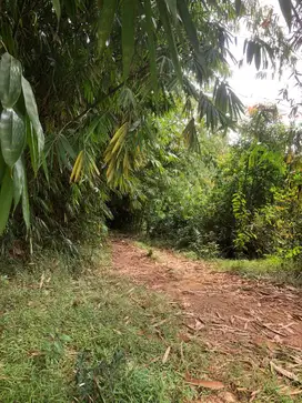 Tanah Luas & Murah di Desa Sukasari, Rangkasbitung