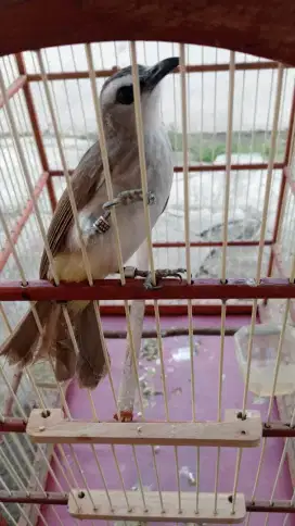 Trucuk GACOR Istimewa Jinak