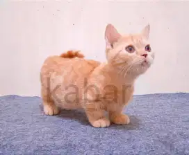 Kucing British Munchkin Cebol