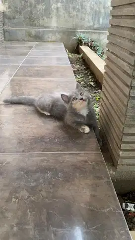 Kucing british shorthair munchkin ns bsh kitten