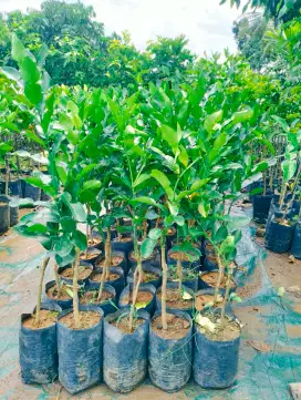Bibit jeruk purut