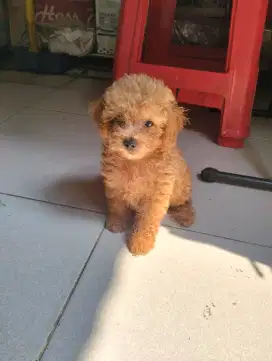 Toy poodle betina