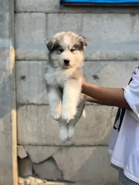 Sale siberian husky long hair n bigbone