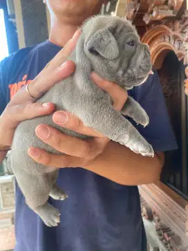 French Bulldog Male