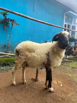 Qurban Domba Jantan Garut BB 20-25 Kg