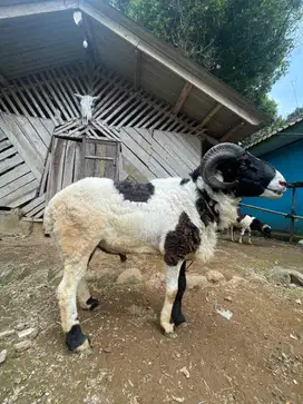 Domba Garut Jantan Berat 60 Kg
