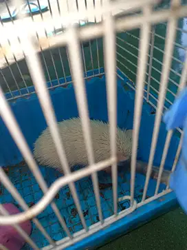 Landak mini saja