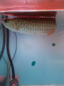 Ikan arwarna golden red murmer