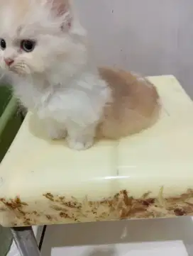 Kucing Munchkin