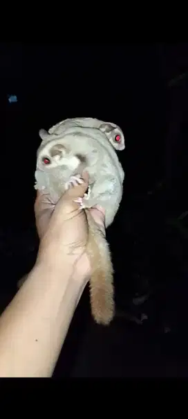 Sugar glider caramel / carmino jantan 5 bulan