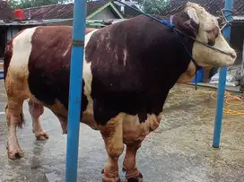 Sapi extrem 1 ton up hrga bersahabat