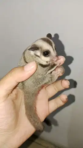 Sugar Glider Grey