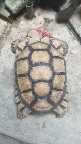 KURA KURA / SULCATA