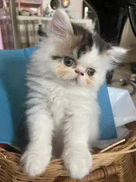 Kucing Persian Flatnose