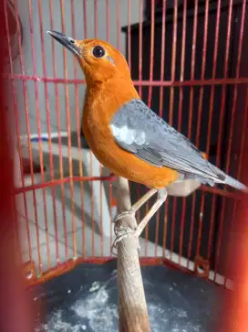 Anis merah lokal jabar