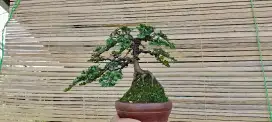 Ohna micro ukuran small