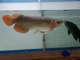 Arwana super red