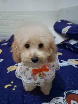 Toy poodle stbm