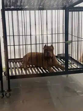 Cari majikan baru, murah meriah