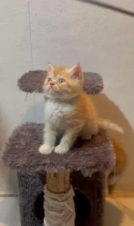 Lepas adopt kitten EXO X PEAKNOSE